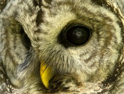 Owl's Eye View