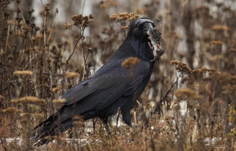 Ravens Feeding On Voles