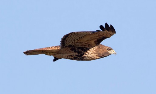 More Red-Tails