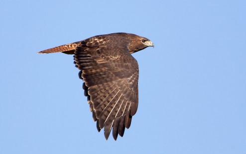 Another Red-Tailed Hawk