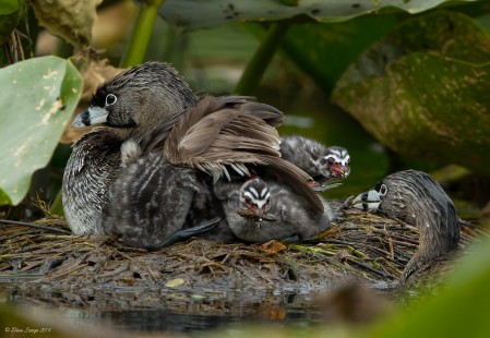 Pied-Billed Grebe Family