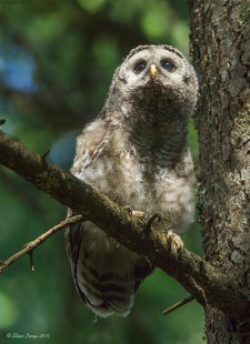 Morrell Barred Owl