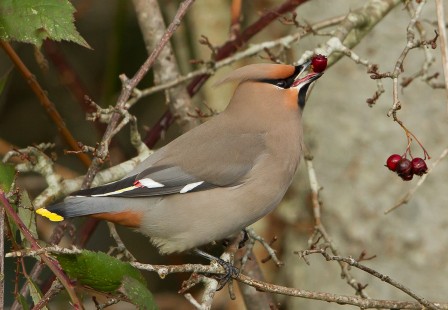 On The Tip Of My Tongue (Bohemian Waxwing)
