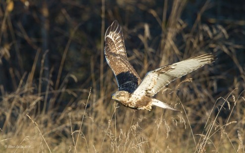 Environmental Image (Rough-Legged Hawk)