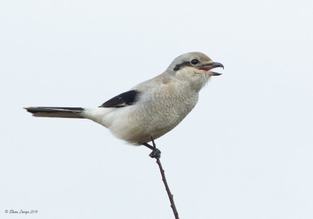 Bird on a Stick