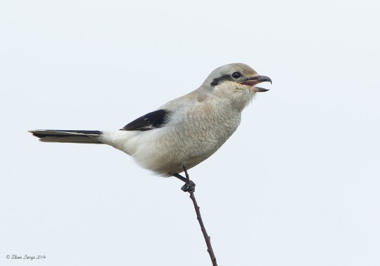 Bird on a Stick