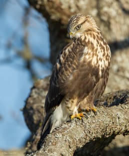 Northern Visitor (Rough-Legged Hawk)