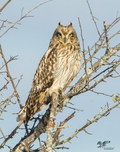 Hawthorne Devil (Short-Eared Owl)