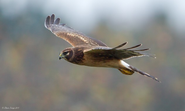 Female Harrier Fly By
