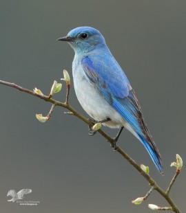 Here's Hoping (Mountain Bluebird)