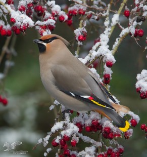 Baby It's Cold Outside (Bohemian Waxwing)