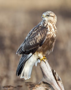 Another One From The Vault (Rough-Legged Hawk)