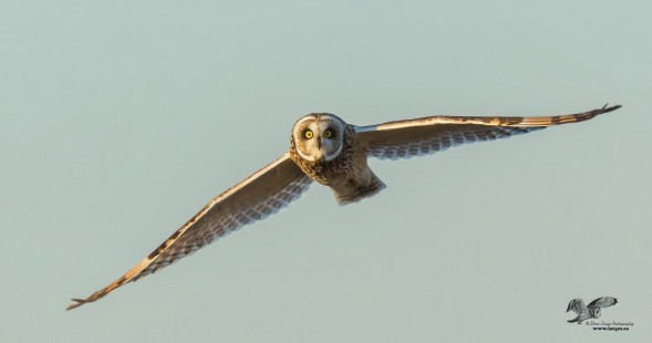 Shortie in Evening Light (Short-Eared Owl)