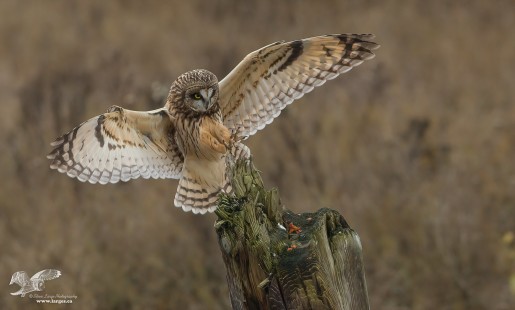 Reaching For The Wood (Short-Eared Owl)