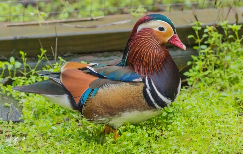 And Now For Something Completely Different (Mandarin Duck - Domestic)