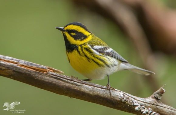 Different Perspective (Townsend's Warbler)