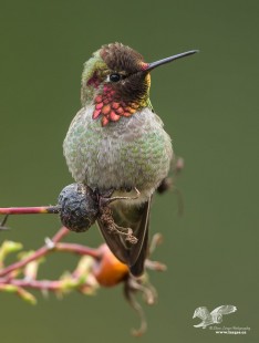 Rosebush Gardian (Anna's Hummingbird)