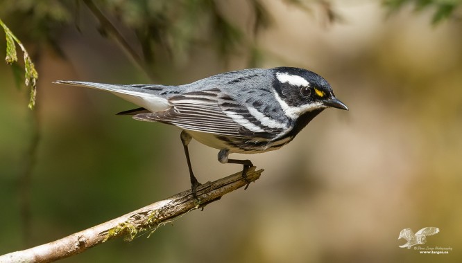 Black-Throated Grey Warbler