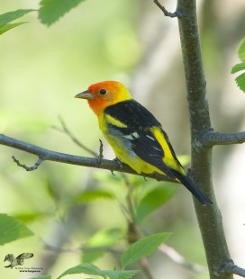 First Spring Tanager (Western Tanager)