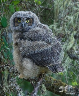 Out On a Limb (Great Horned Owlet)