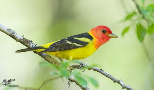 Another Tanager Image (Western Tanager)