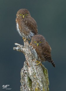 Distant Crop (Northern Pygmy Owls)
