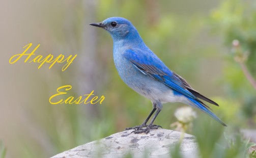 Happy Easter 2019 (Mountain Bluebird)