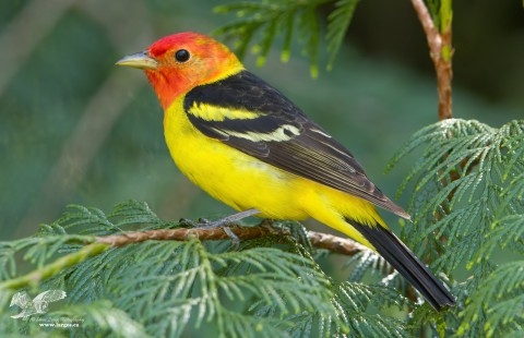 Missed Post (Western Tanager)