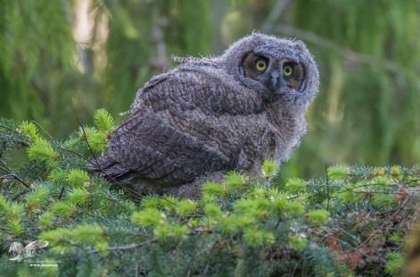 Great Horned Owlet on a Fir branch