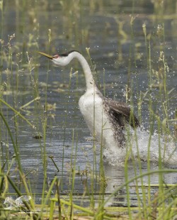 Ripping Through The Weeds (Western Grebe)