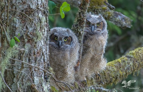 Me and My Bro 2019 (Great Horned Owlets)