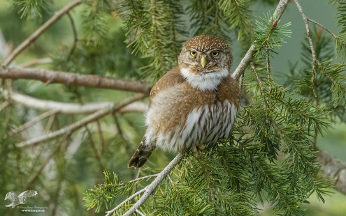 Pygmy Suprise! (Northern Pygmy Owl)