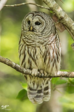 Resting In The Shade (Barred Owl)