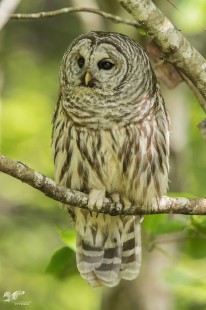 Resting In The Shade (Barred Owl)