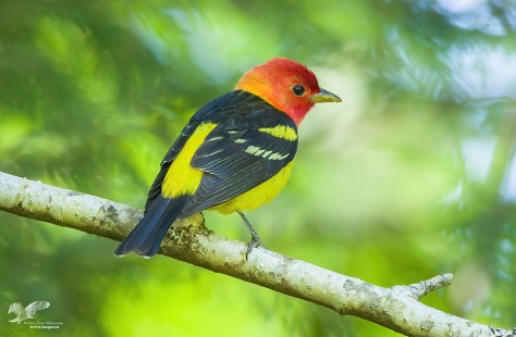 One From the Archives (Western Tanager)