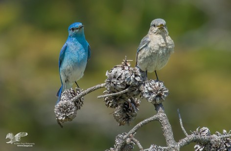 Tunkwa Bluebirds (Mountain Bluebird)