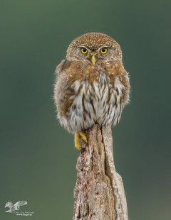Perched On The Pinnacle (Northern Pygmy Owl)