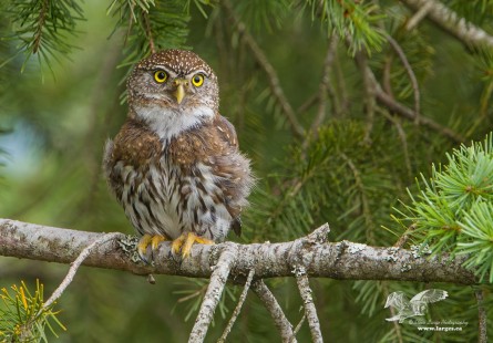 Keeping an Eye On Me (Northern Pygmy Owl)