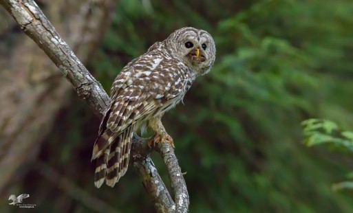 Extreme Low Light Photography (Barred Owl)