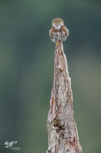 Top Of The World (Northern Pygmy Owl)