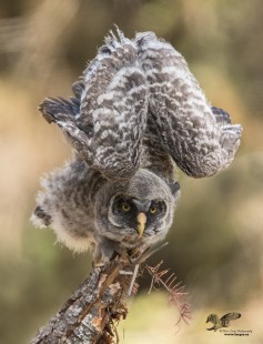 Dove Position (Great Grey Owlet)