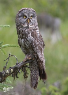 Where Are You? (Great Grey Owl)