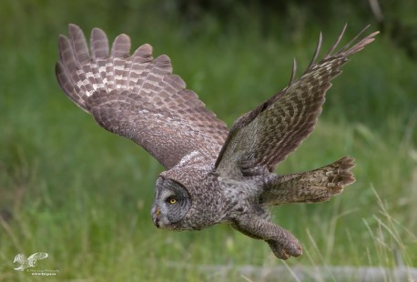 Great Grey in Flight (Great Greay Owl)
