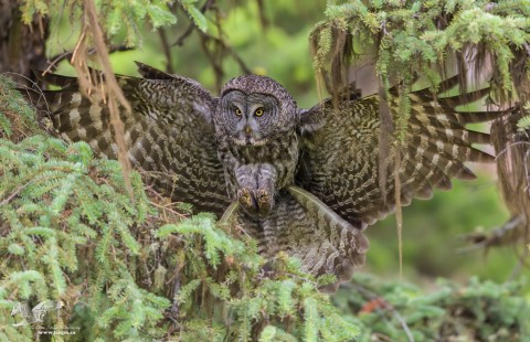 Moving With Flare (Great Grey Owl)