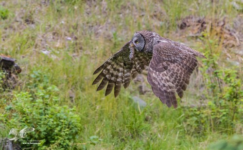 Special Delivery (Great Grey Owl)
