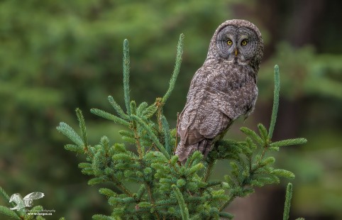 Tree Topper (Great Grey Owl)