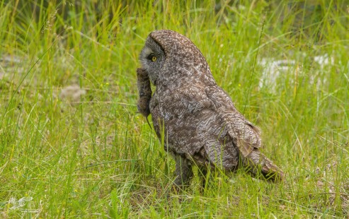 Another Successful Hunt (Great Grey Owl)