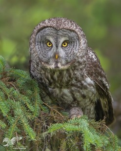 Concentration (Great Grey Owl)