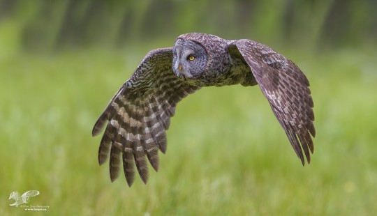Wings Down (Great Grey Owl)