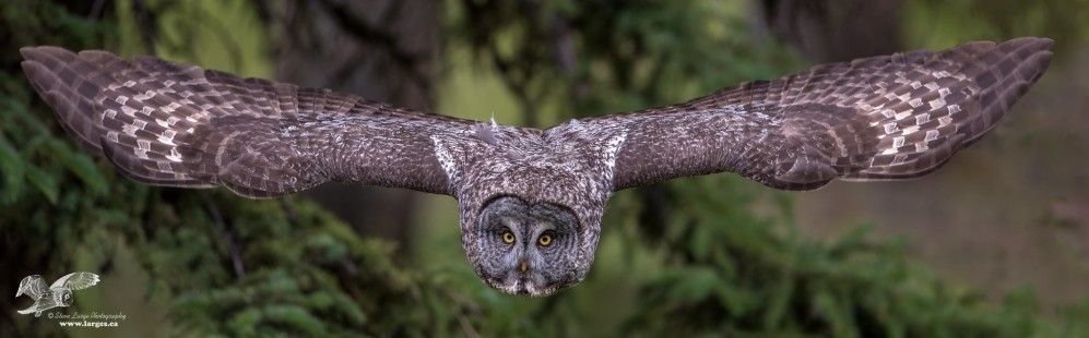 Big WIngspan (Great Grey Owl)